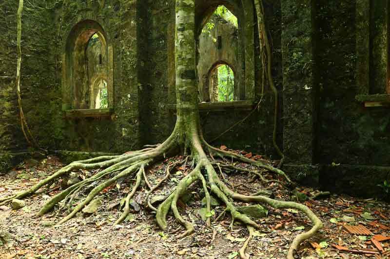 Arbre centenaire, dont les racines cascadent le long de l’enceinte