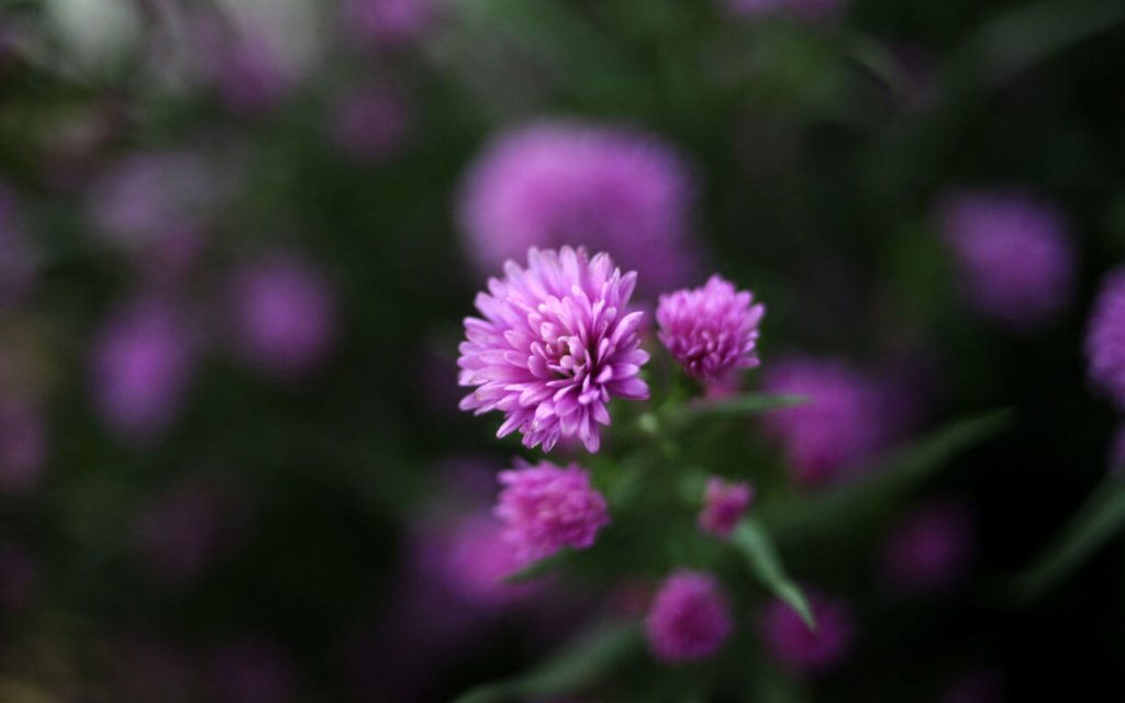 Fleurs de Thach thao Hanoi