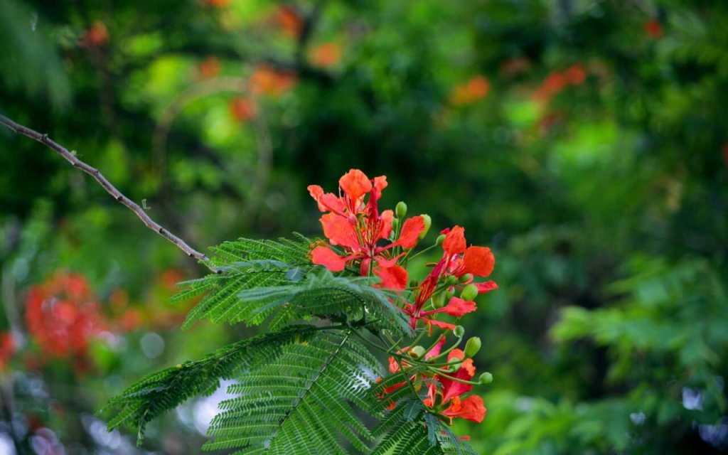 Les flamboyants rouges Hanoi