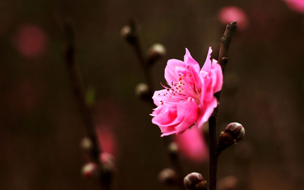Fleur de pêcher