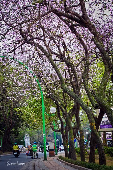 La rue des fleurs du Ban Hanoi