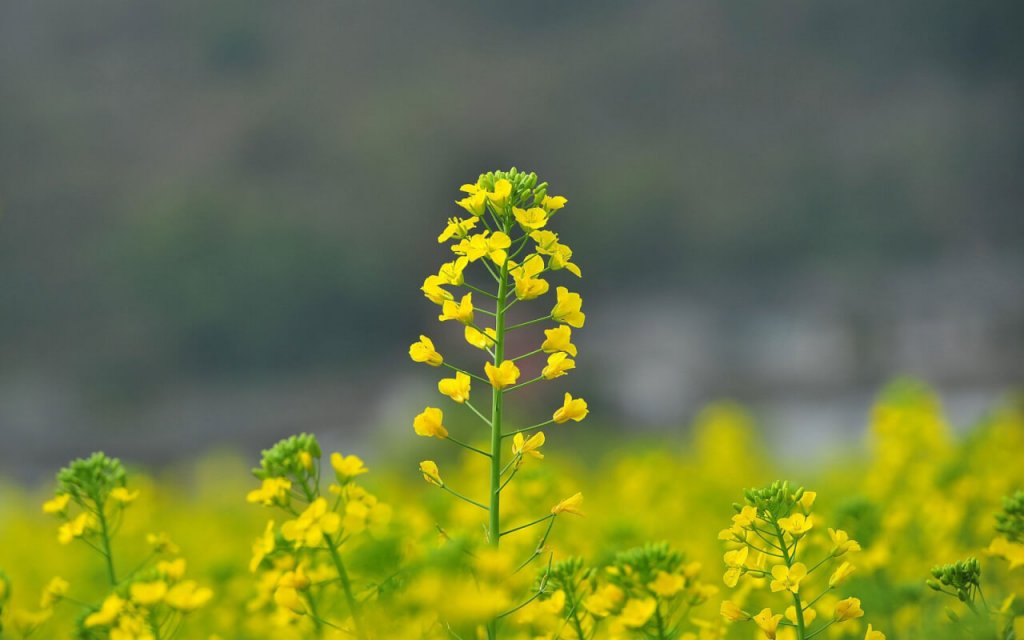 Fleurs de choux jaunes