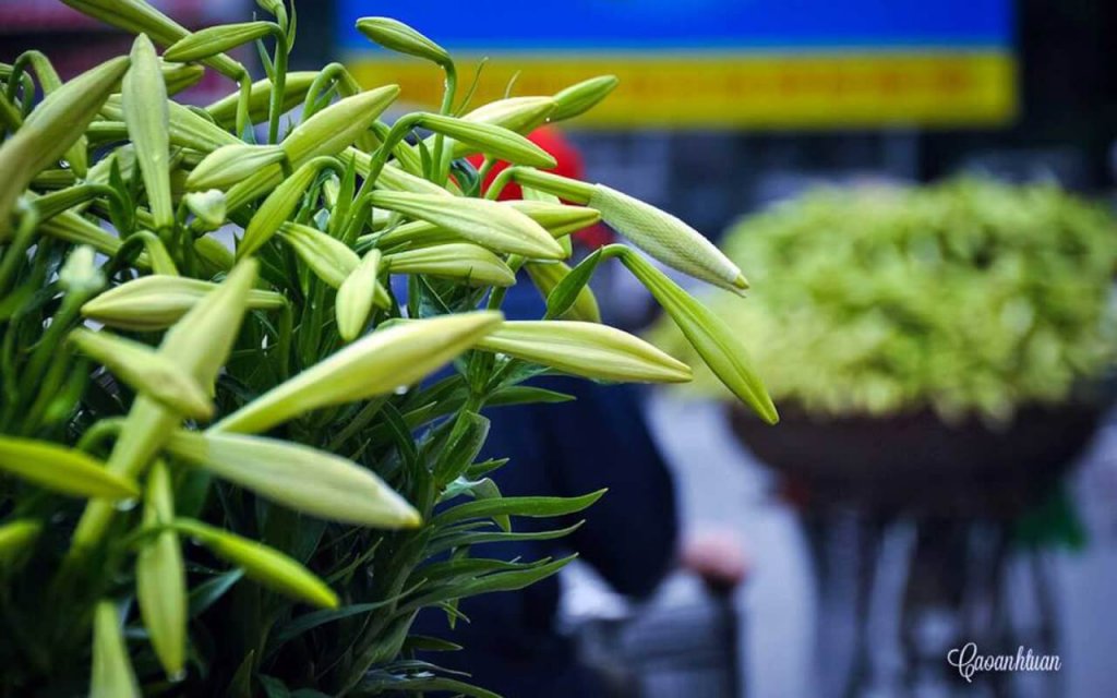 Fleurs de lys Hanoi