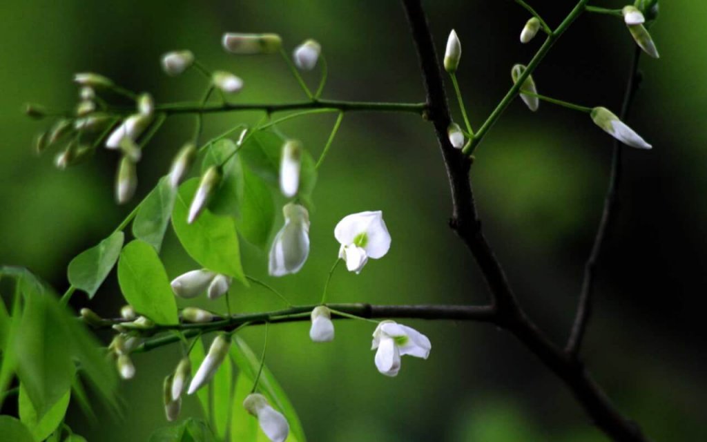 Fleurs Sua Hanoi