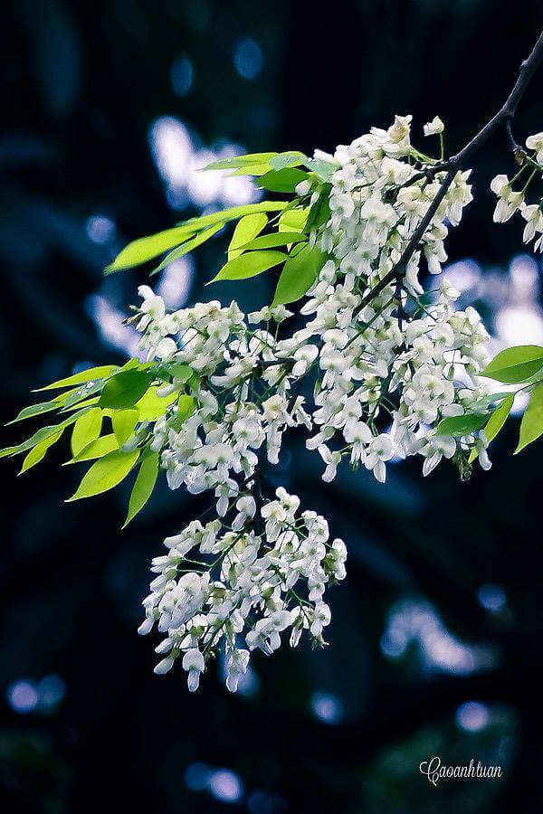 Mars - Saison de fleurs Sua à Hanoi
