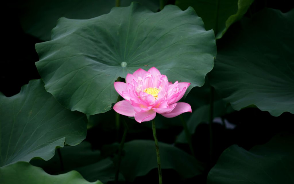 Fleur de lotus