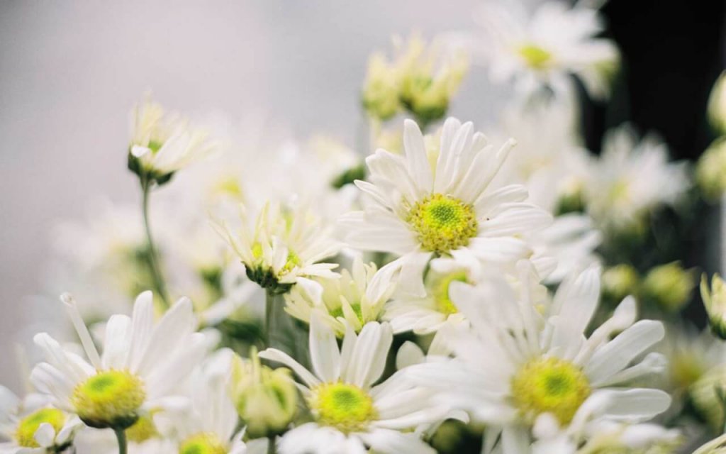 Les marguerites blanches