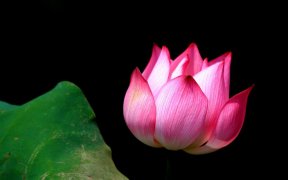 fleur lotus vietnam