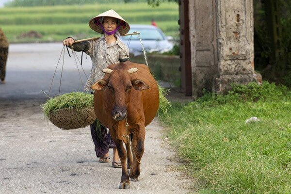 chapeau-conique-partout-au-vietnam