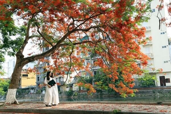 Jeunes filles se promenant sous un magnifique flamboyant