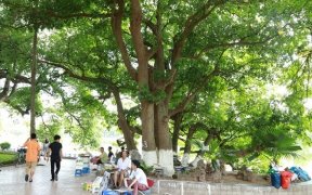 barringtonia au lac hoan kiem hanoi